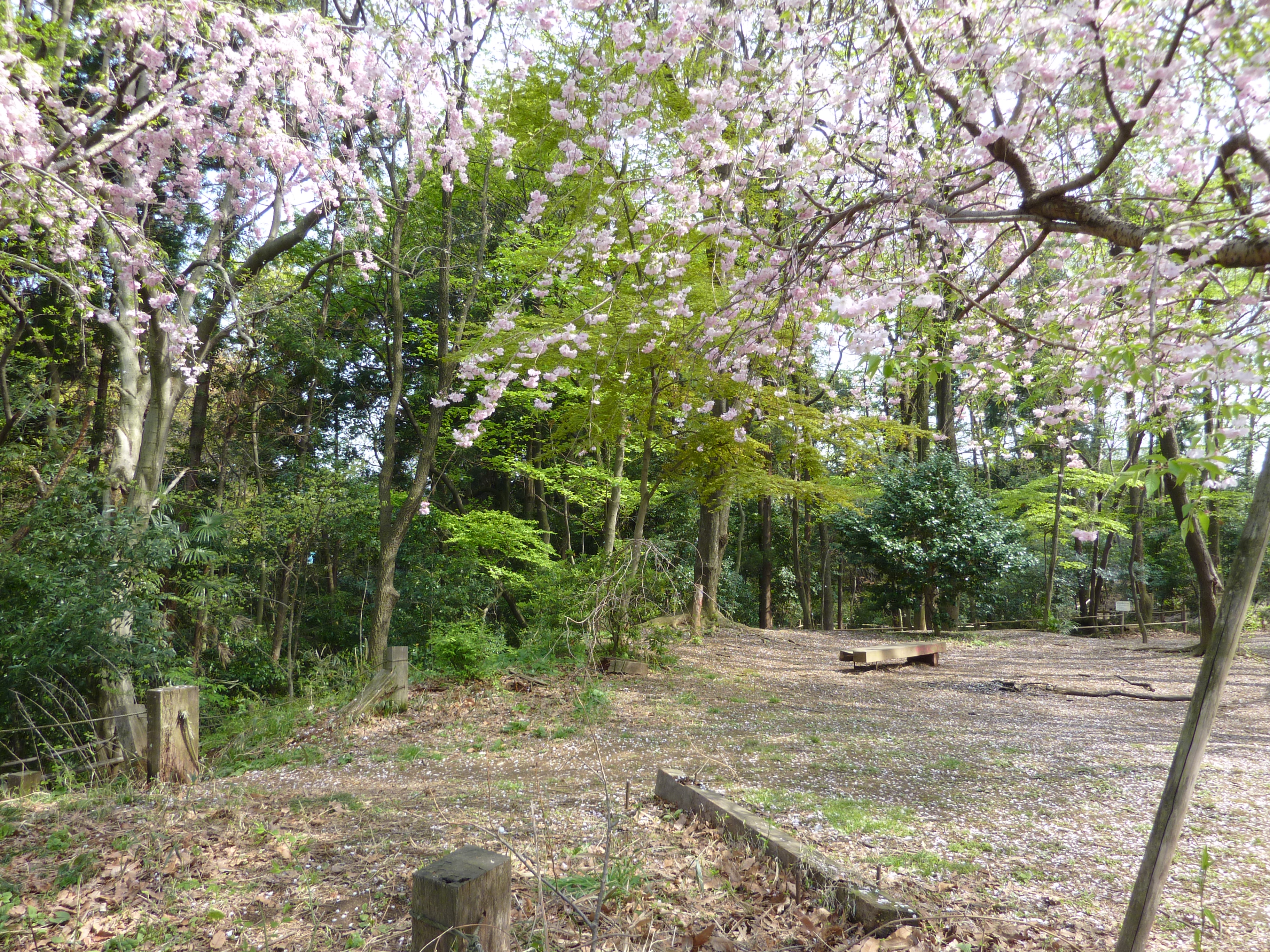 南沢緑地に咲く桜の花の写真