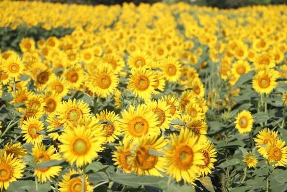 一面に黄色い花が咲くひまわり畑の写真