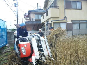 市内の畑で、柳窪小麦を三人がかりでコンバインを使って収穫している写真