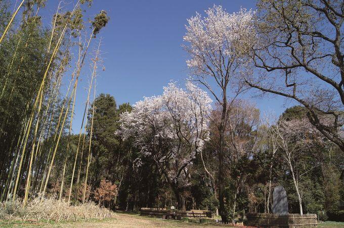台田の森オオムラサキの写真
