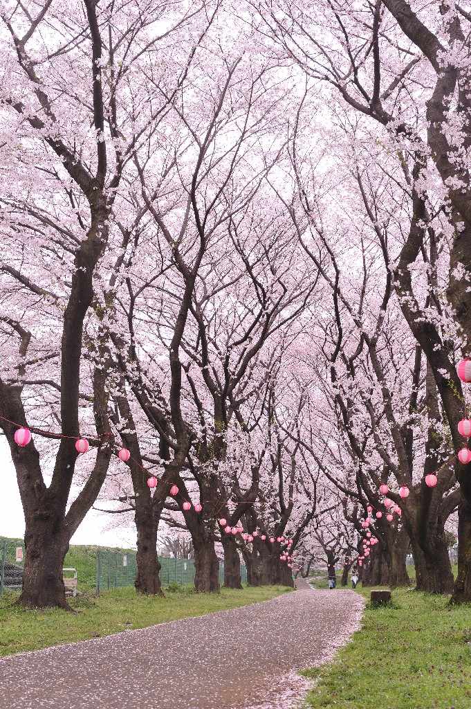 桜のトンネルの写真