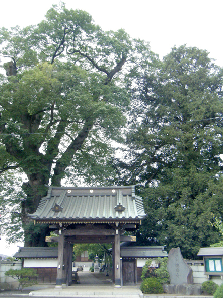 梅岩寺ケヤキとカヤの画像