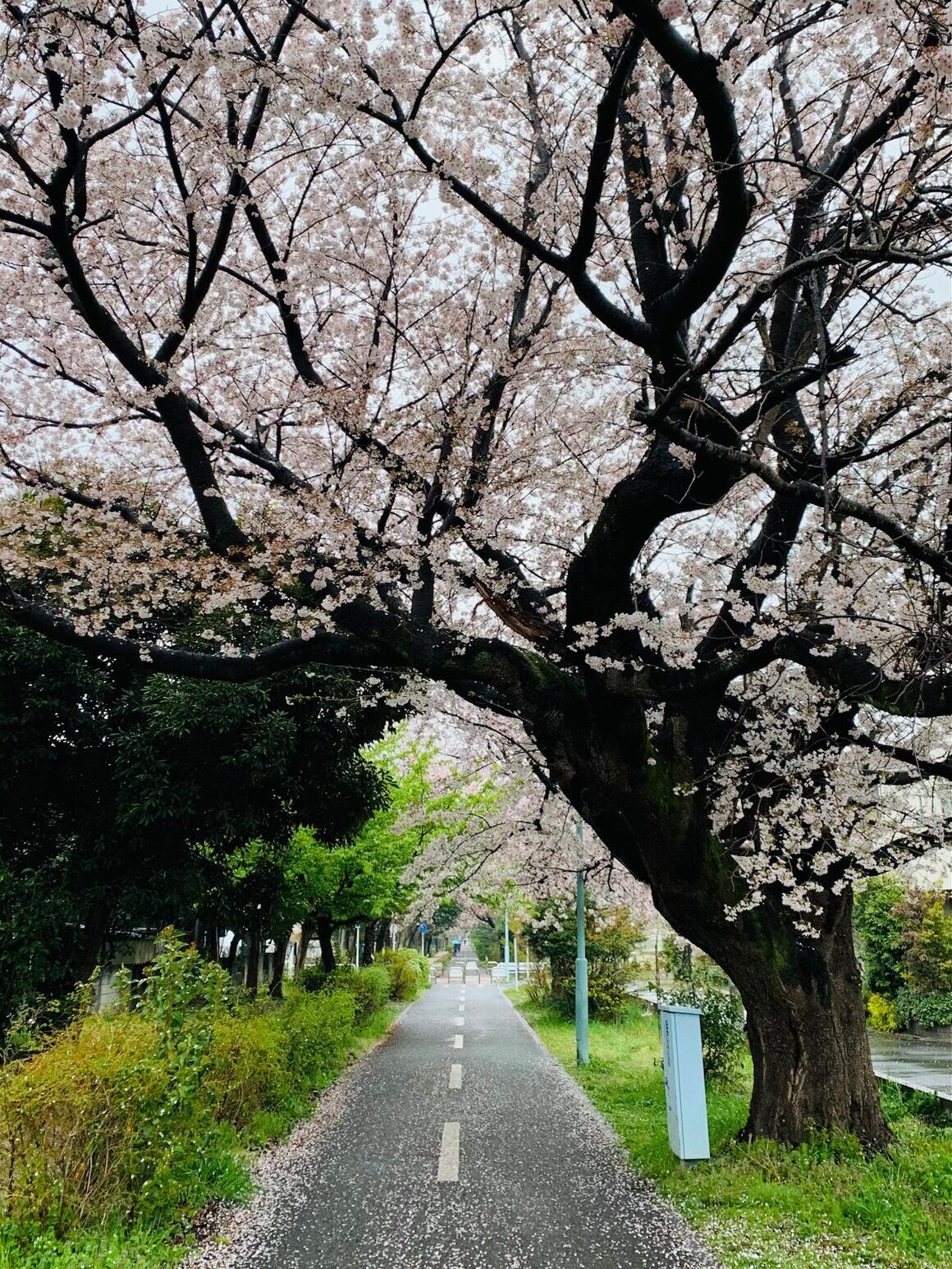 一直線の多摩湖自転車歩行者道と満開の桜並木の写真