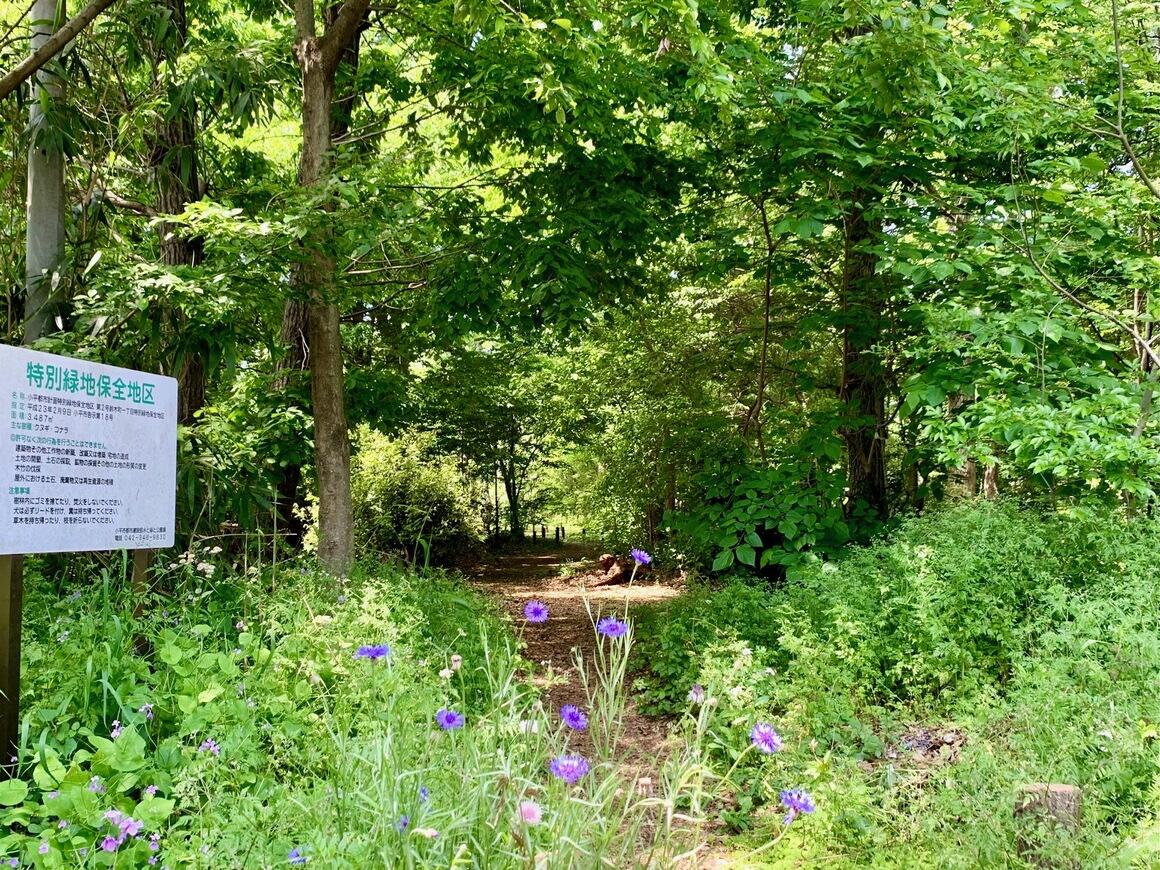 緑のまぶしいコゲラの森と、左側に特別緑地保全地区の標識があり、手前に青やピンク色のヤグルマギクが咲き乱れている写真