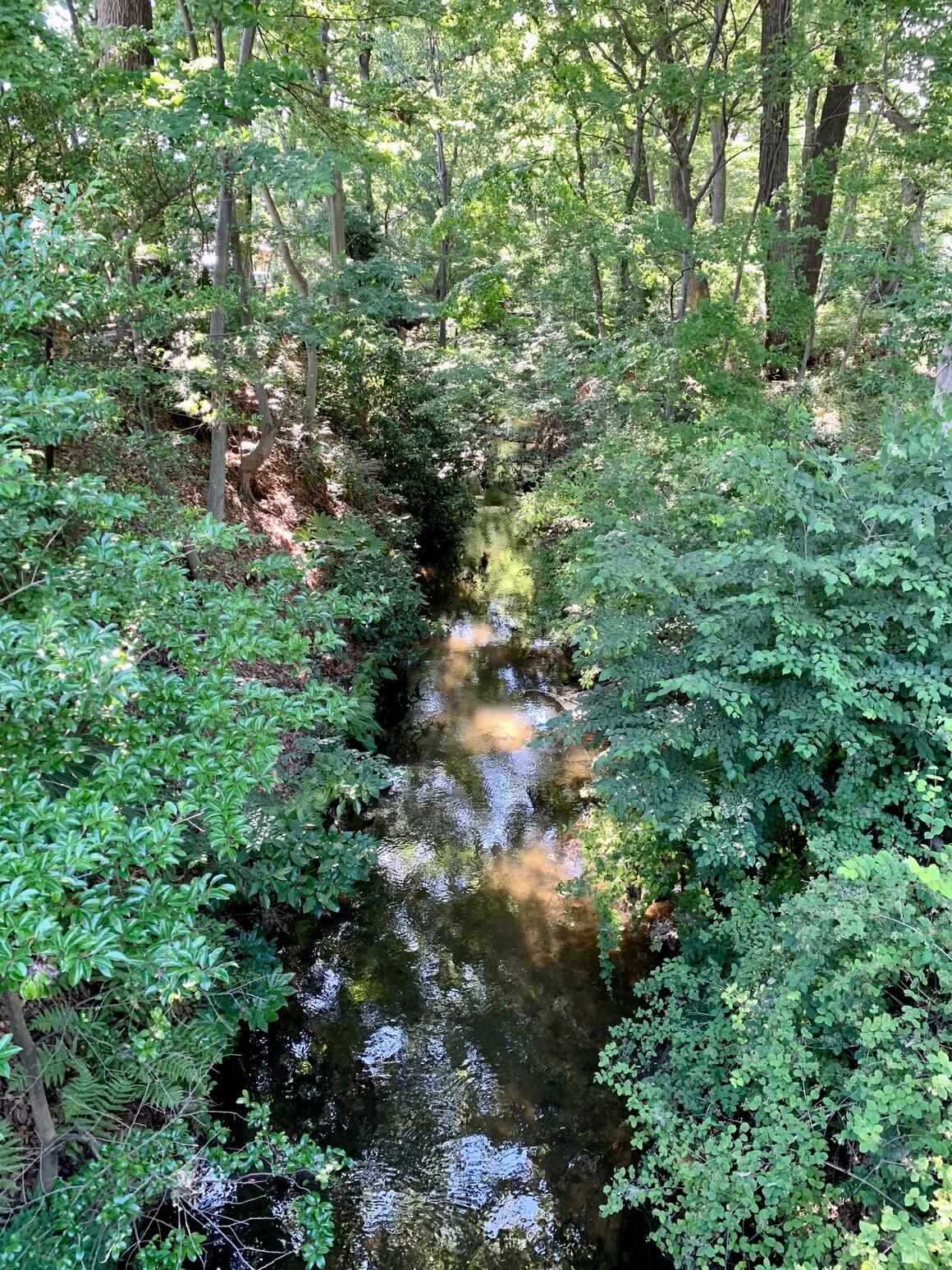 久右衛門橋から覗いた玉川上水の水面と両岸の木々の緑の写真