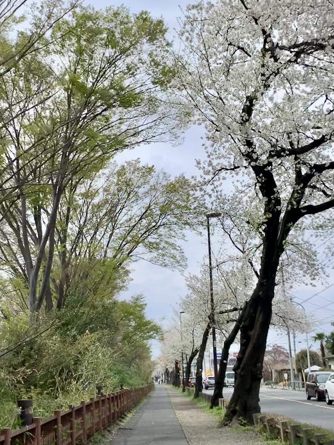 左側に玉川上水の新緑、右側に満開の小金井桜の並木、五日市街道の車列の写真