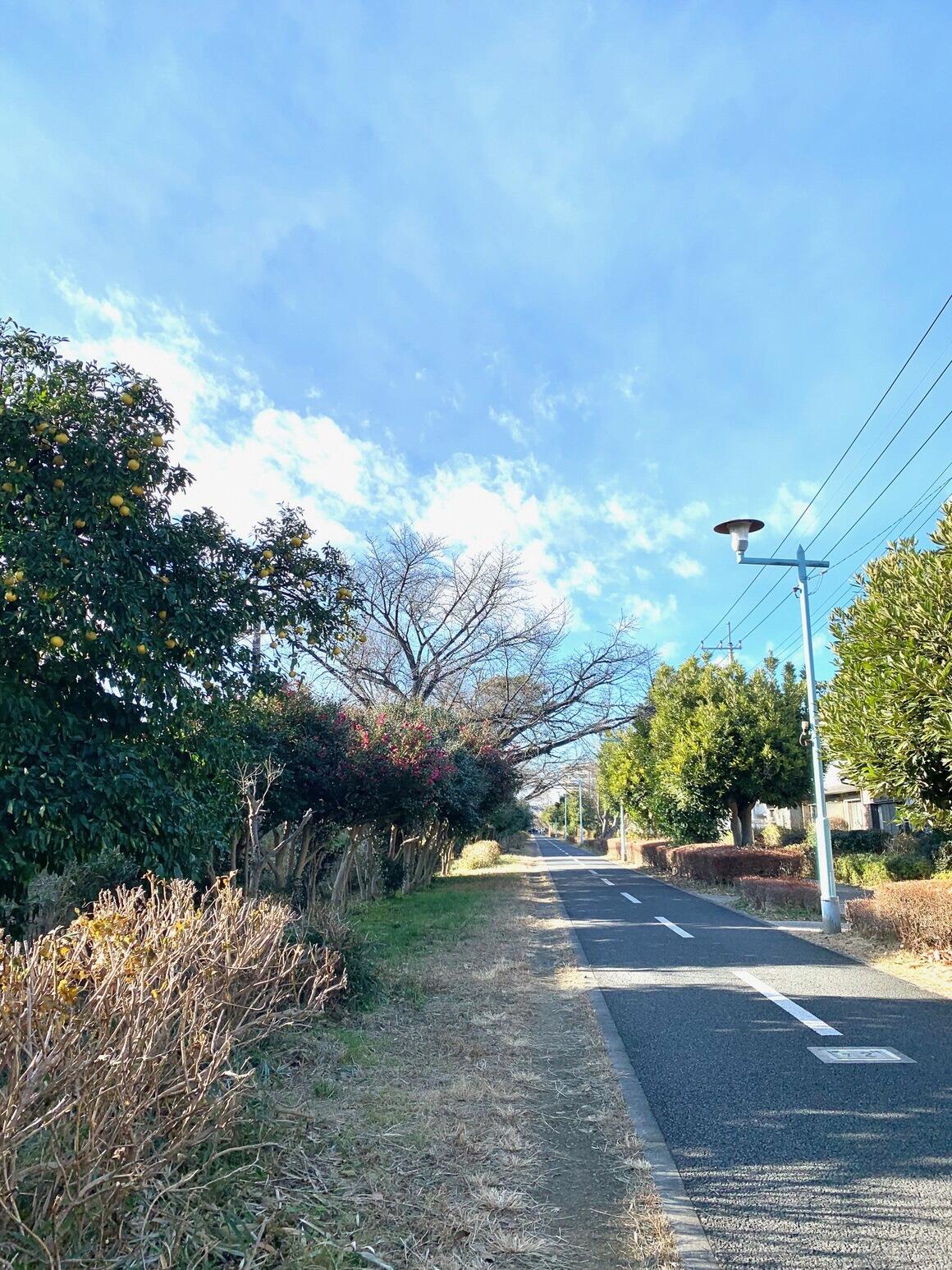 冬の晴れた日の萩山付近の多摩湖自転車歩行者道の写真。一直線に伸びる道と沿道の緑と葉の落ちた木々