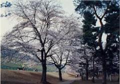 都立狭山公園の満開の桜の写真
