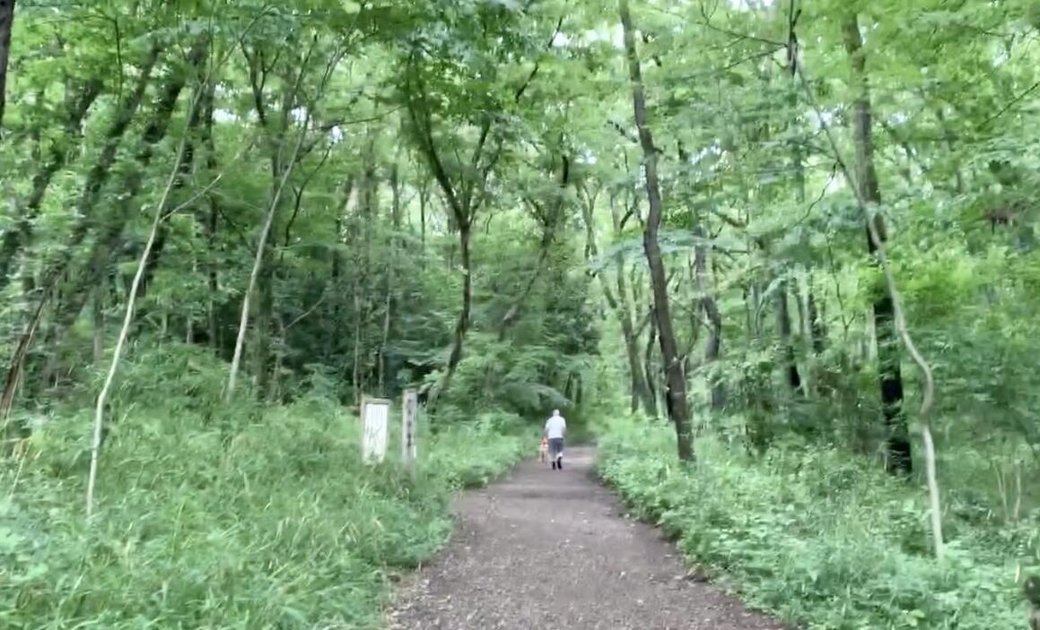 八国山緑地の木々の生い茂る森の中の尾根道をハイカーが歩いていく写真