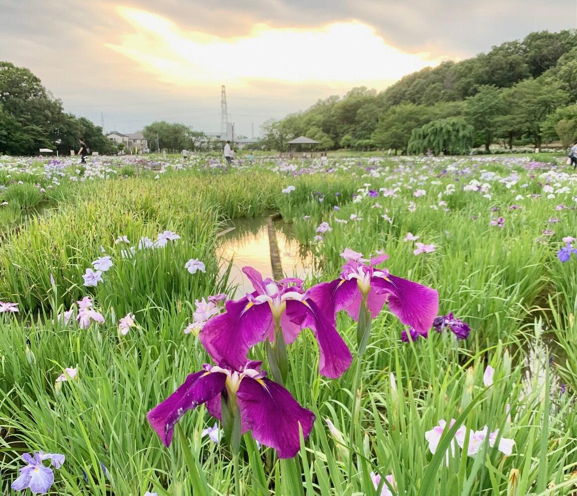 紫色の花菖蒲3りんの後ろに北山公園の菖蒲田と八国山緑地が広がり、空は夕焼けの写真