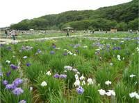 北山公園の菖蒲田の遠景の写真。狭山丘陵の八国山緑地をバックに、花菖蒲が咲き乱れている写真