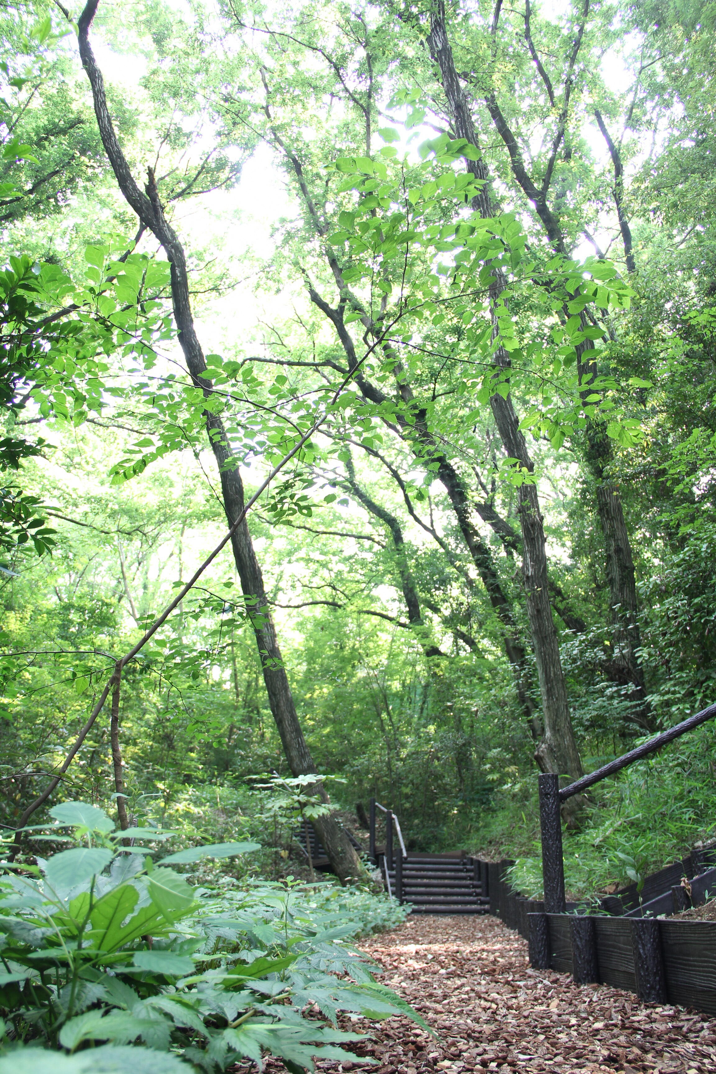 せせらぎの郷多摩湖緑地の木々と階段