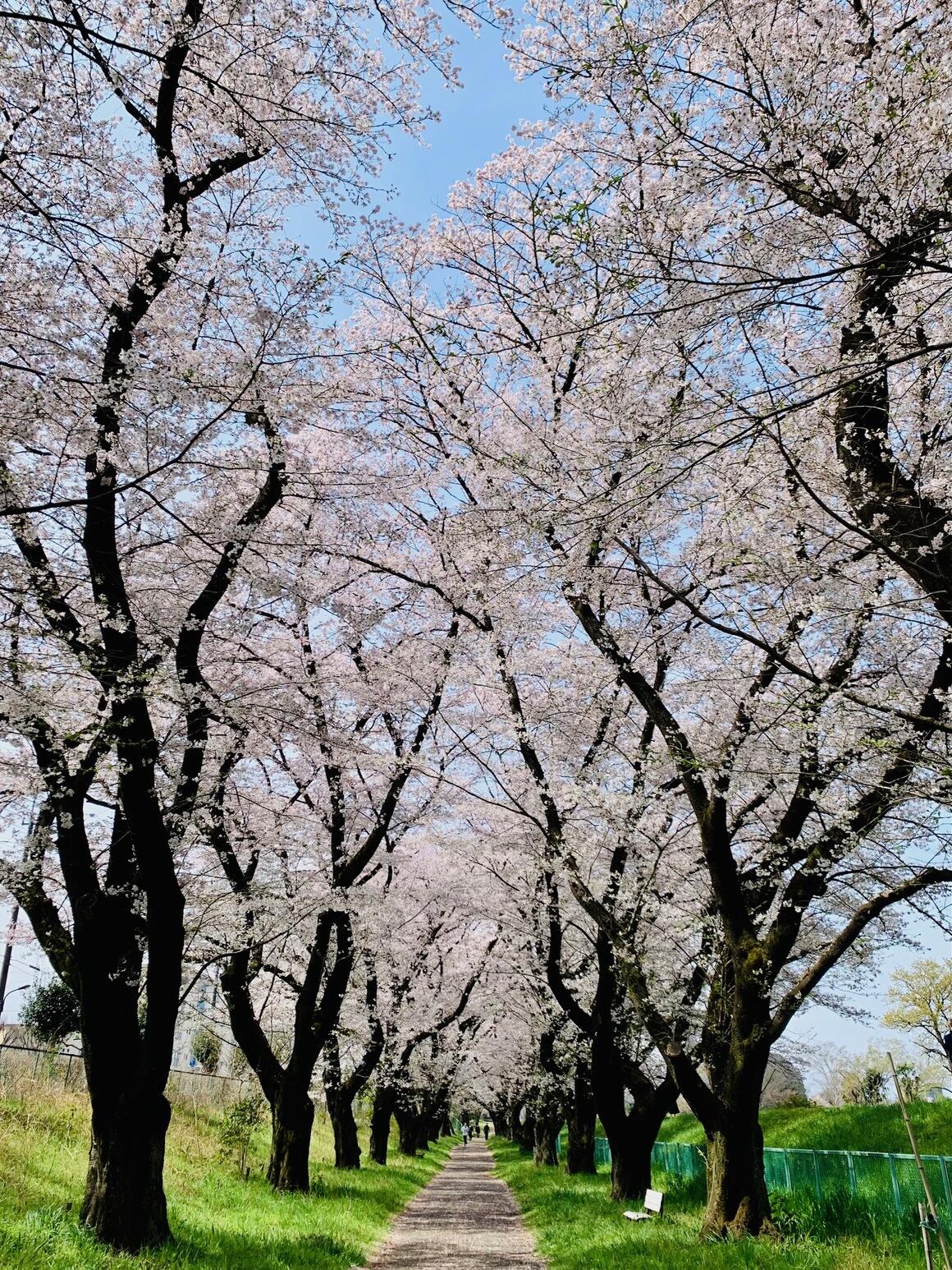 運動運動広場の桜並木の写真