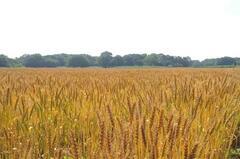 ひまわりの小麦畑の画像