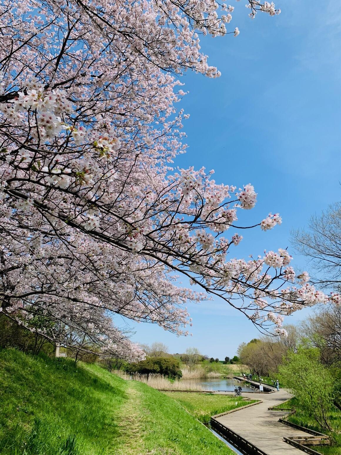 土手の桜の花と金山調節池に向かう木道の写真