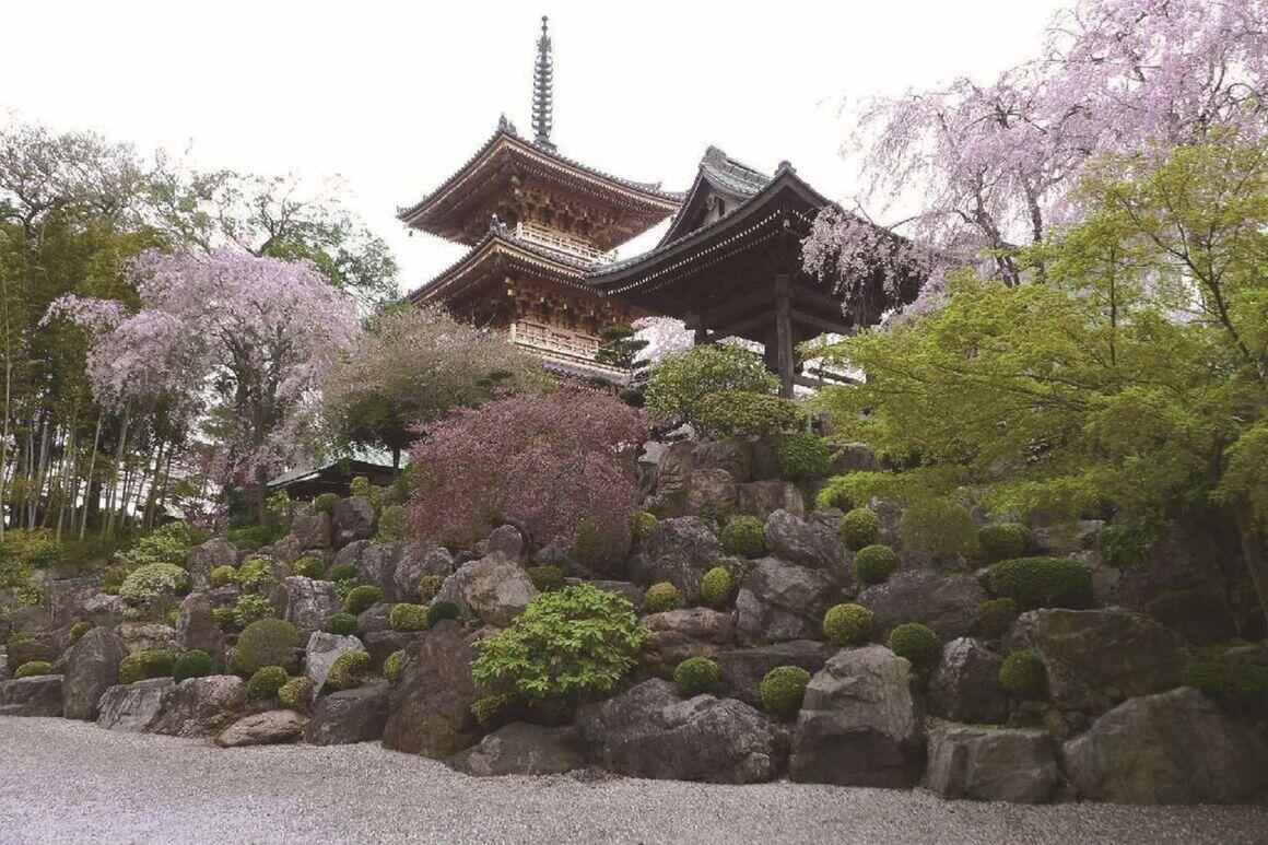 円福寺の三重塔と鐘楼、枝垂れ桜の写真