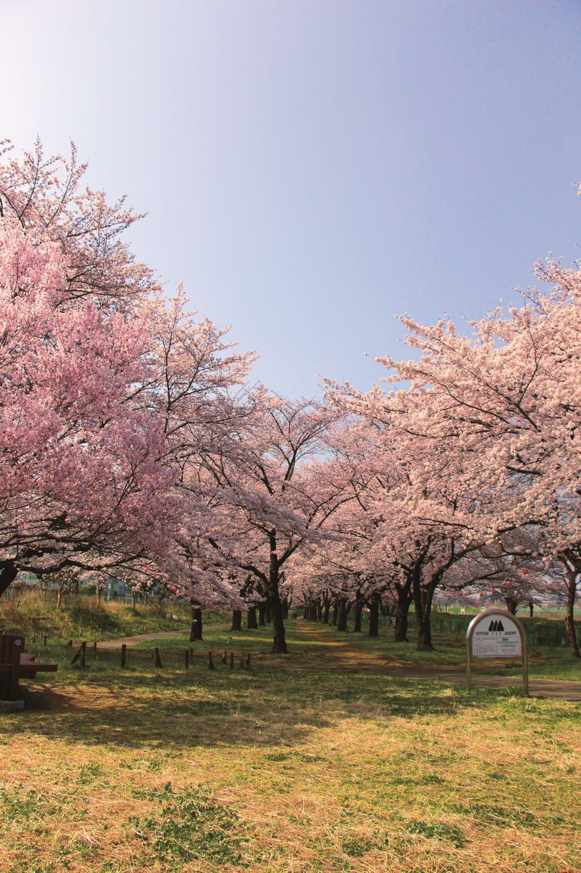 台田運動公園の桜並木の写真