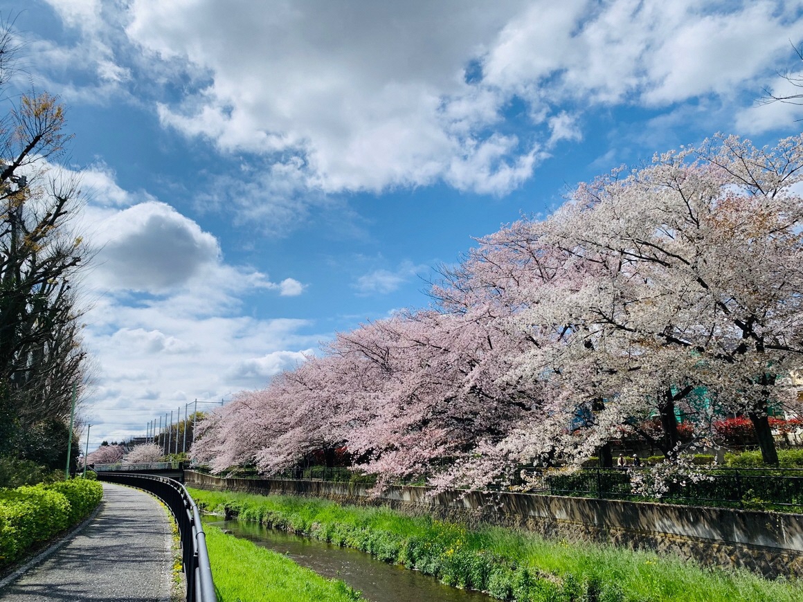 黒目川と桜