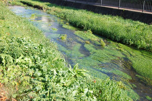 一面に水草が生えた落合川の清らかな流れの写真。岸辺には青々とした草が生えています。