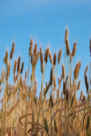青空をバックに小麦色に実った柳窪小麦のアップの写真