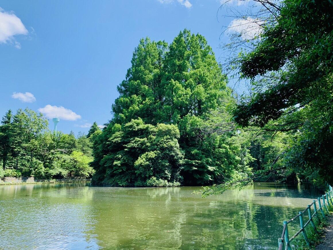 武蔵関公園の池と中の島に生えている2本の大きな木の写真