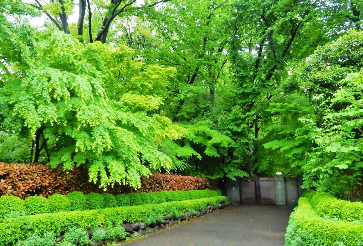 明るい緑色の木々とアカメヤナギに囲まれた、旧高橋家へのアプローチの写真