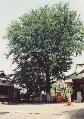 田無神社のイチョウの巨樹の写真