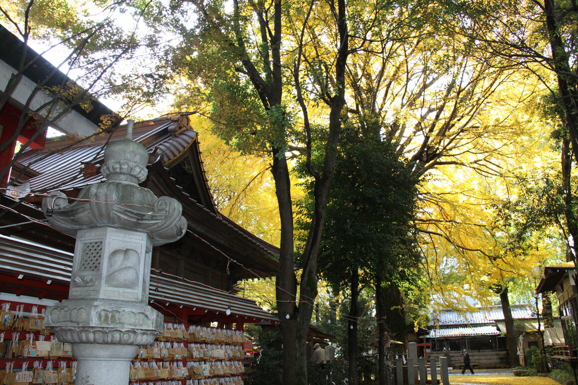 黄色くなっている、田無神社のイチョウの巨樹と灯籠の写真