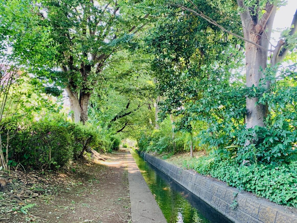 右側の奥から手前に流れる千川上水に沿った遊歩道が続き、周囲に緑の木立や黄色いビヨウヤナギの花が咲いている写真