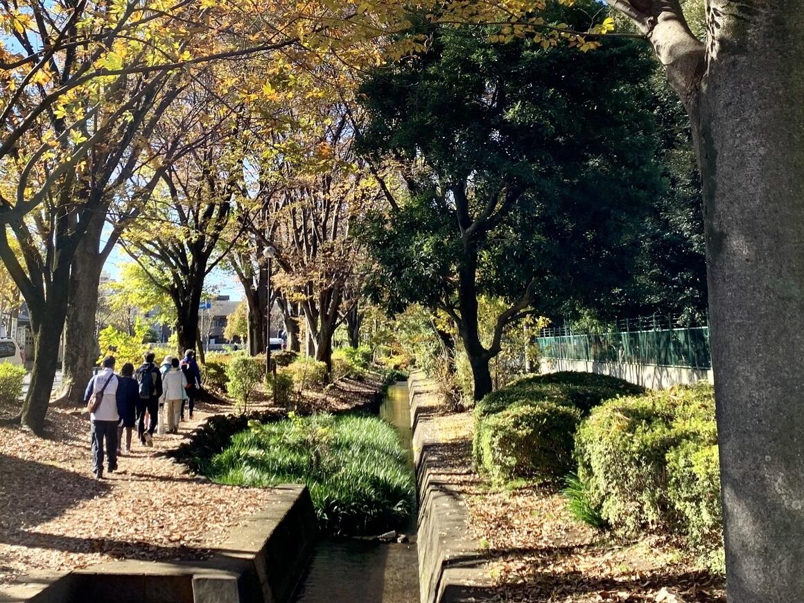 奥から手前に千川上水が流れ、右側には緑の木立、左側は黄色く紅葉するけやき並木で、地面には落ち葉が散り敷かれています。ウォーキングの人達が歩道を歩いていく写真