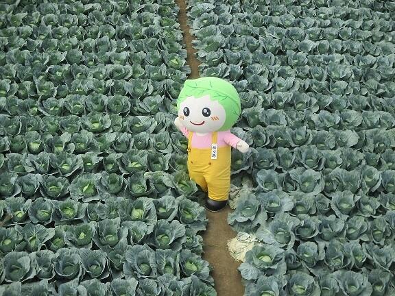 西東京市農産物キャラクター「めぐみちゃん」が、キャベツ畑の真ん中で手を振っている写真