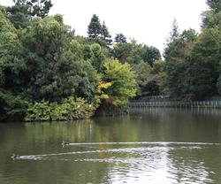 武蔵関公園の池