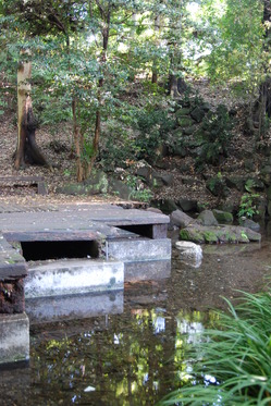竹林公園の湧水の写真