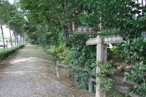 千川上水ケヤキ並木