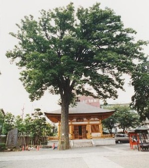 総持寺のケヤキの写真