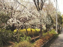 道に咲く桜の写真