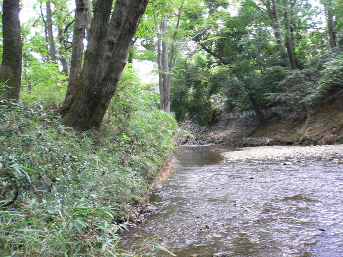 淵の森緑地柳瀬川の写真