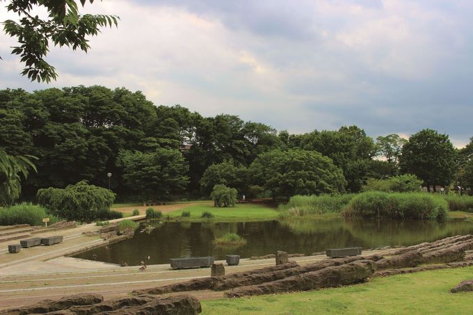 緑地公園の池の写真