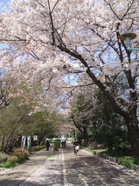 桜のトンネル写真
