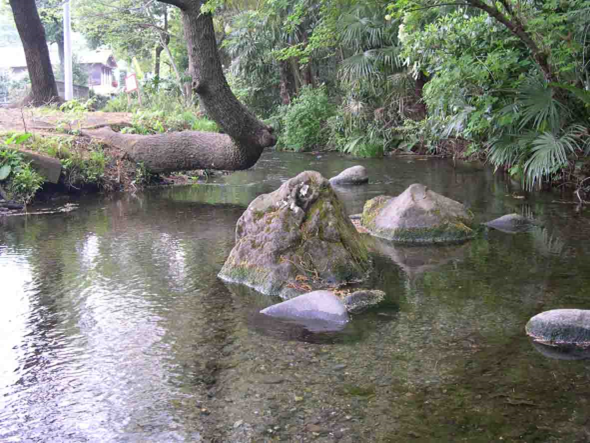 南沢緑地保全地域の画像