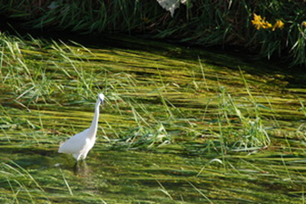 落合川の水草と鳥