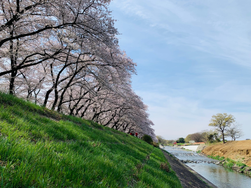 川と桜